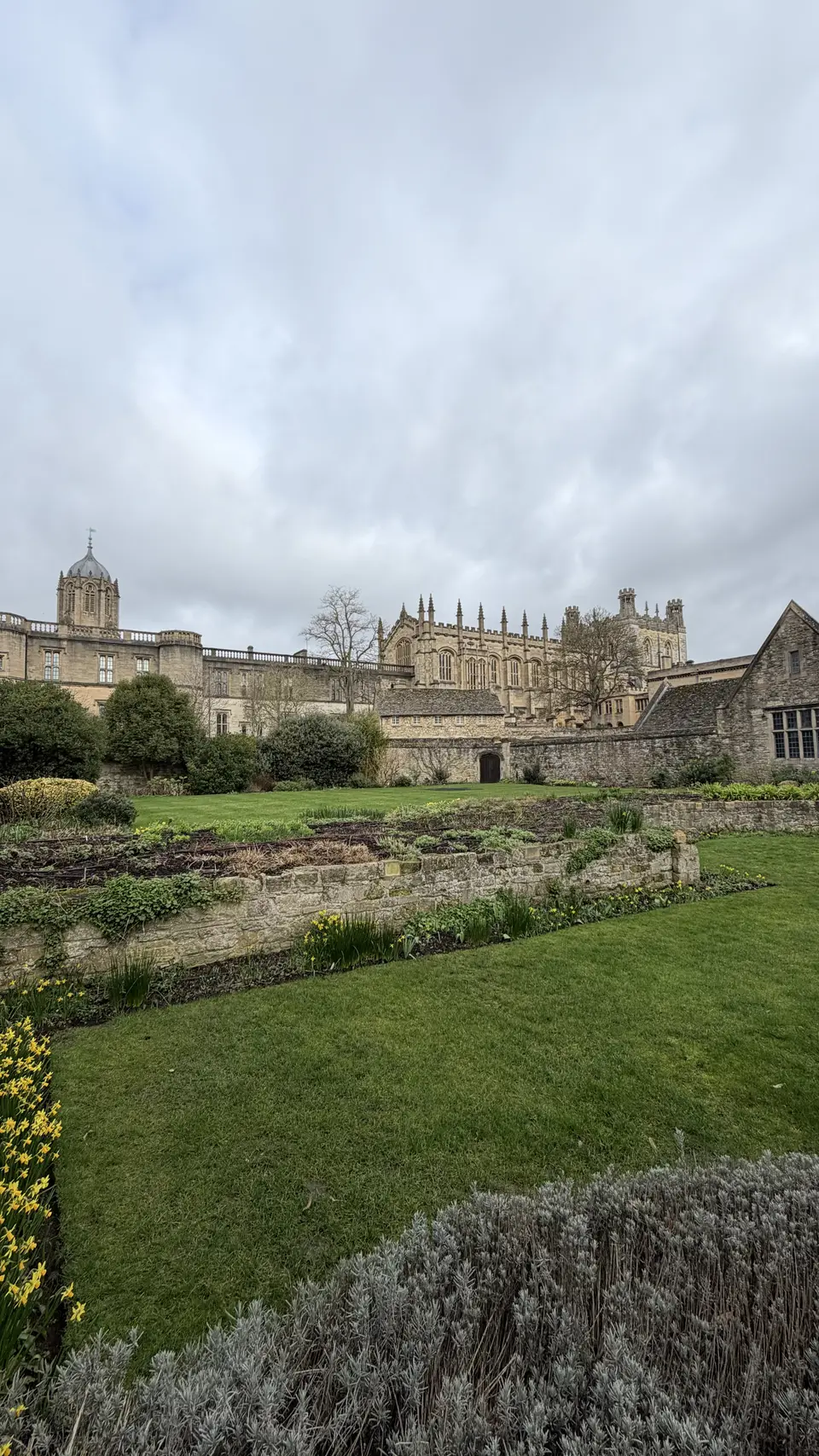 A honey-stone college range and cathedral tower seen across formal gardens with daffodils in bloom
