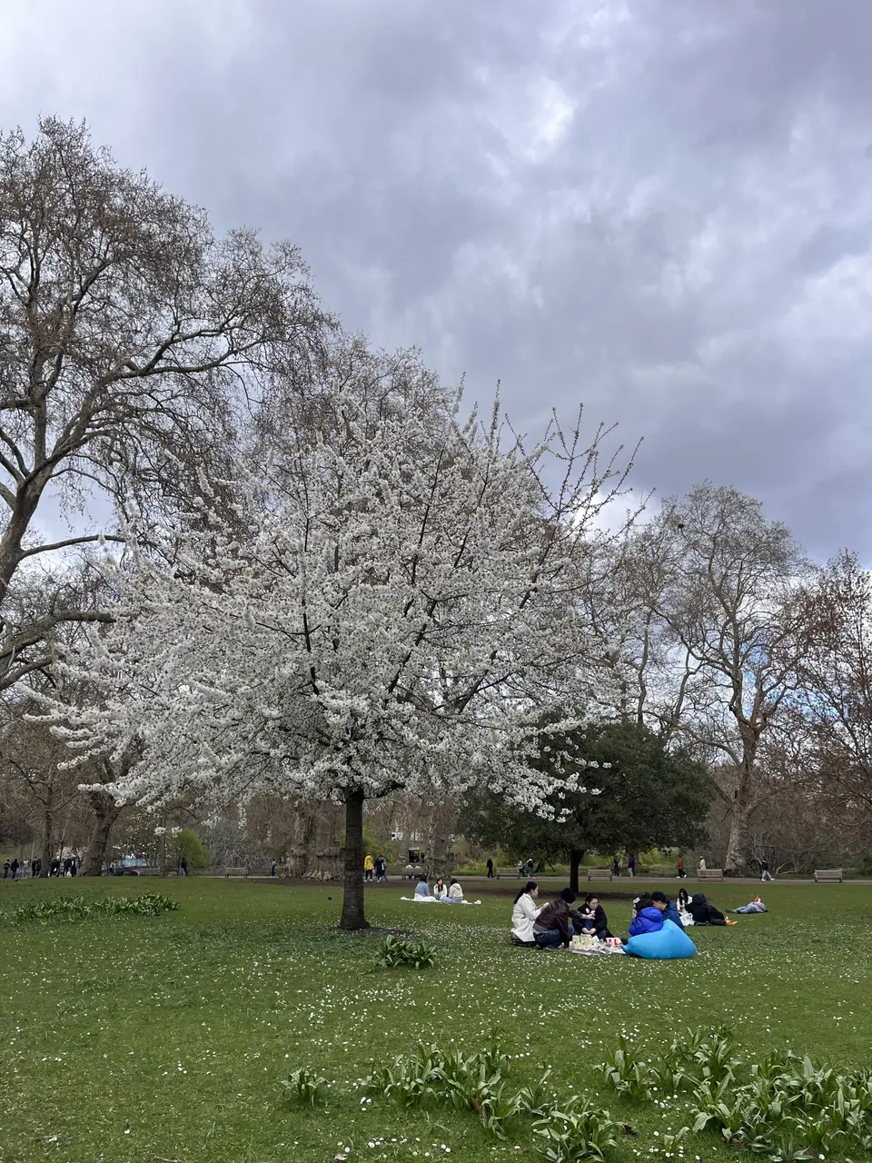 A large tree in full white blossom in a city park, with people sitting on the grass beneath it
