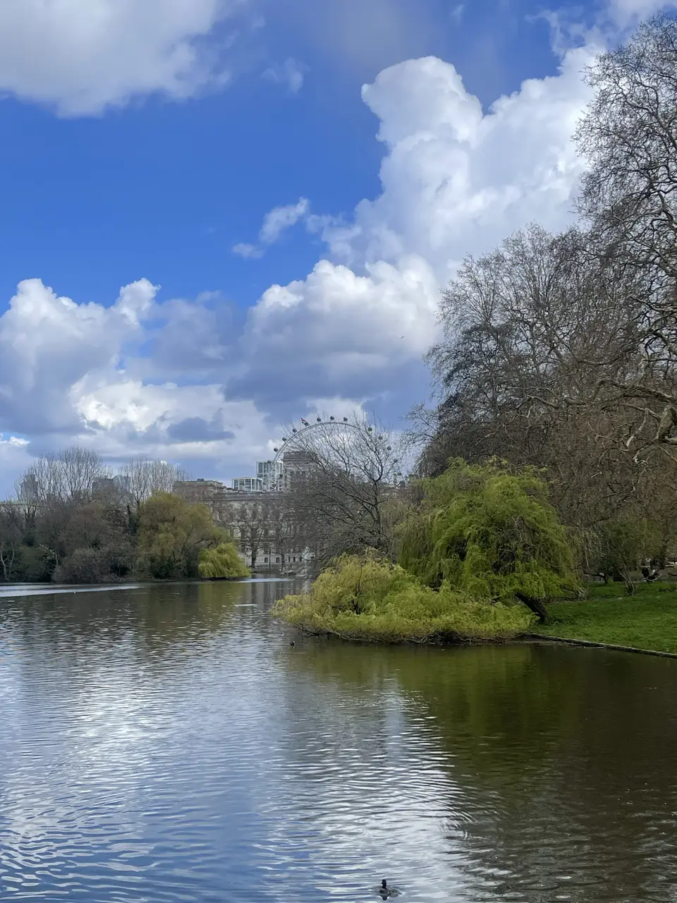 A park lake with willows on the bank and the London Eye rising above the trees under a blue sky
